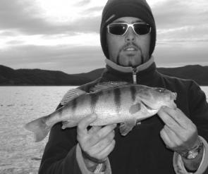 An average sized Winter redfin caught down deep in Blowering Dam on an ice jig.